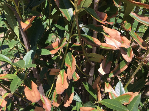 Skip Cherry Laurel leaves brown and brittle