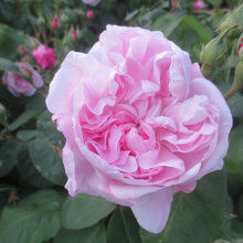 Yard & Garden