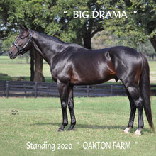Racehorse