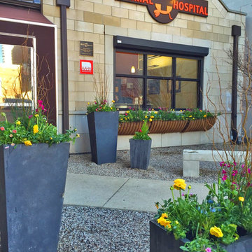 Chicago - Spring annuals 2016