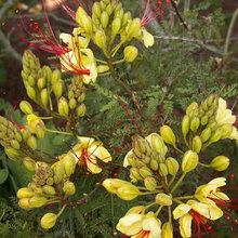 Gardens Monrovia