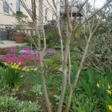 Small Urban Garden - Early Spring