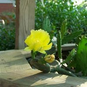 David Pearl's photo