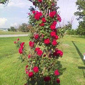 Debbie Weaver Oxner's photo