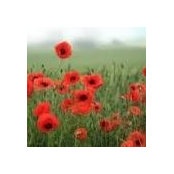 Twila MacDonald's photo