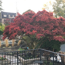 My Yard Fall 2017