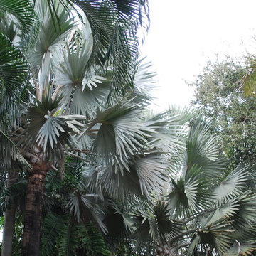Bismarck palms