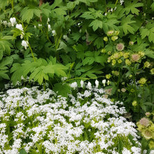 Hendy garden