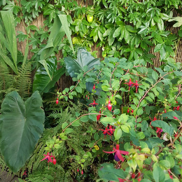 détails massif de plantes tropicales