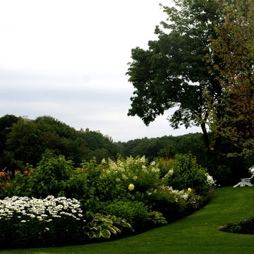 Shasta daisies, Tardiva hydrangeas in mixed border planting