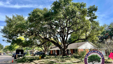 Best 15 Arborists & Tree Trimming Services in Porter, TX