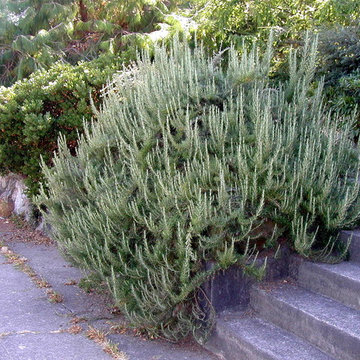 Foliage & Steps - Woodland Park, Seattle
