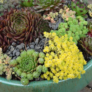 Mediterranean Backyard