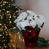 14.5" White Artificial Christmas Poinsettia With Red Wrapped Base