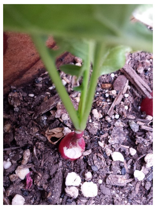 What's eating my radishes?