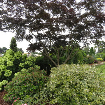 Twist of Lime™ Abelia