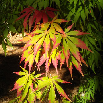 Japanese Maples