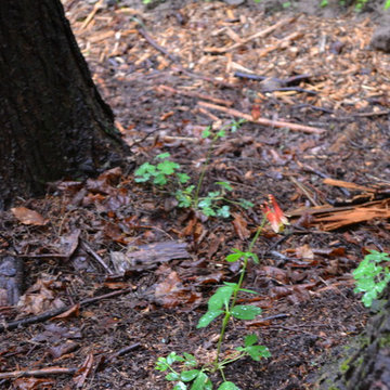 Flying Trillium Forest Garden