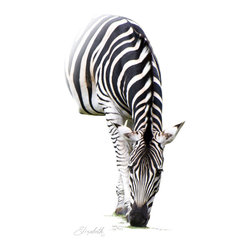 Zebra on White - Fine Art Prints