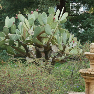 California Old Hacienda Garden