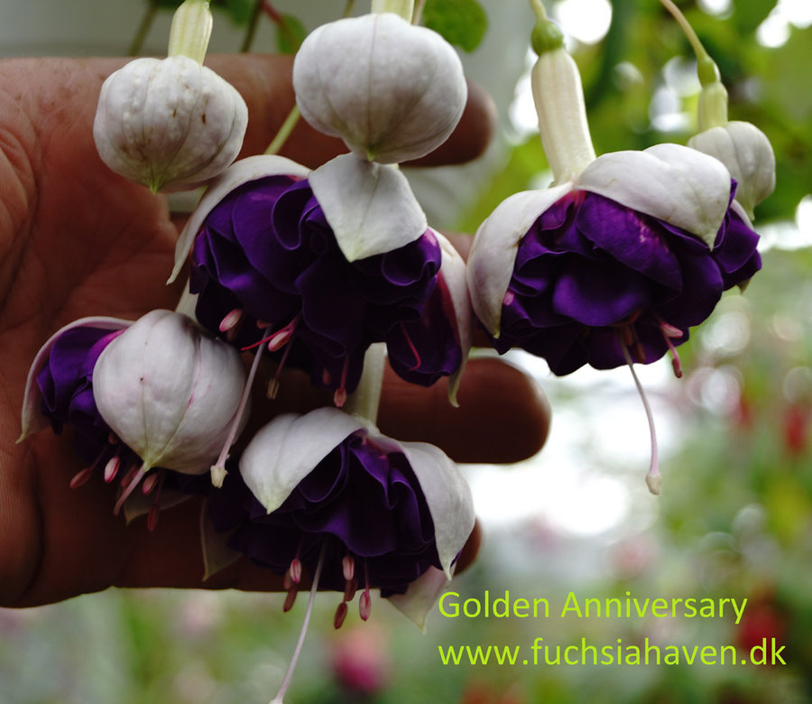 Fuchsia liste 2020 (her ses fotos af en mindre del af de fuchsia vi producere)