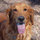 ridgehound