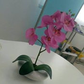 Viollet Rosa's photo