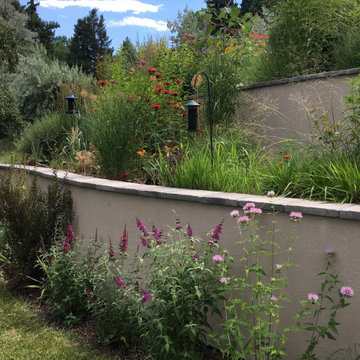 Dover Drive Perennial 'Garland', Summer Aspect