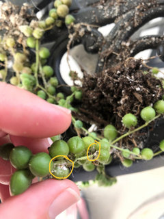 aphids on string of pearls