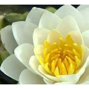 Pankaj Rajvanshi's photo