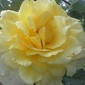 Roxie Milam's photo