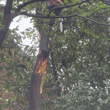 Professional Tree Climbing and Removal Work