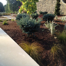 plants