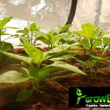 Bell Peppers grown with indoor ebb & flow hydroponic system at GrowBIGogh