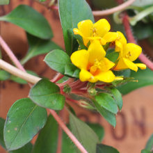 plants