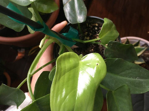 Philodendron (juvenile) ID