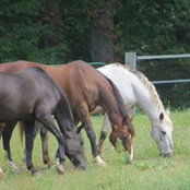 Foto von Martina Allesee