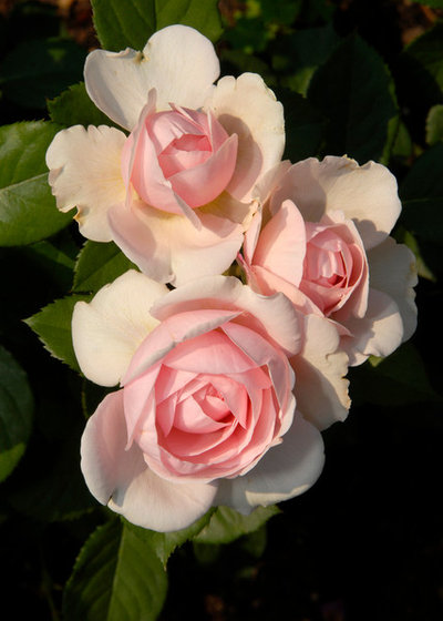 Классический Сад by The New York Botanical Garden