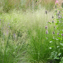 Native shade groundcovers