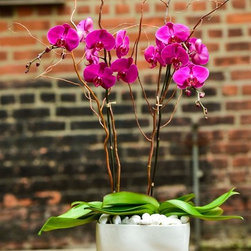 Home Orchids 2017 - Products