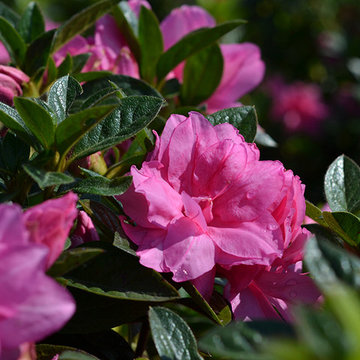 Current Featured Plants