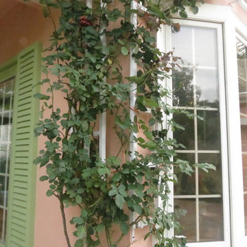 Trellis for over windows