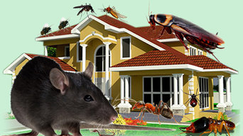Affordable Bed Bug Removal Specialists