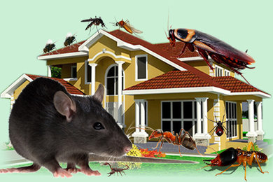 Affordable Bed Bug Removal Specialists
