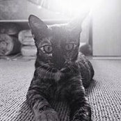 Alef Amin's photo
