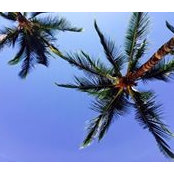 Kohala Cottage's photo