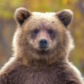 Mark Henry's photo
