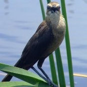 Sabrina Smith Bowman's photo
