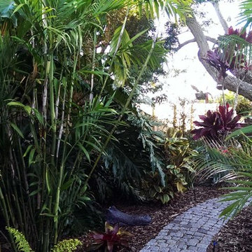 Tropical lawn replacement
