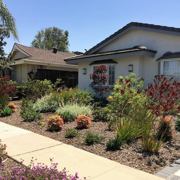 Front yard had all lawn removed and planted with low water and colorful plants.